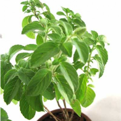 Paudha Tulsi Seed(100 per packet)