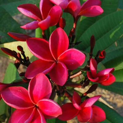 Ukanda Plumeria Plant(Hybrid, Pack of 1)