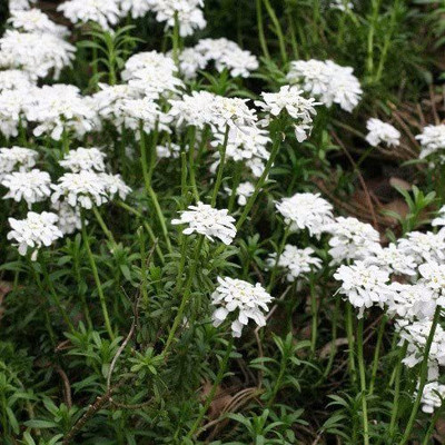 VibeX PUAS-72-World Seeds - Iberis Gibraltarica Seeds-15 x Seeds Seed(15 per packet)
