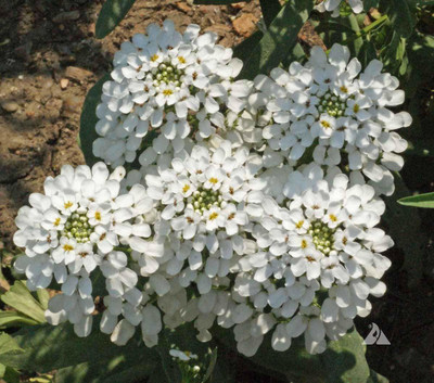 CYBEXIS Candytuft Flower F1 Hybrid Seed(50 per packet)