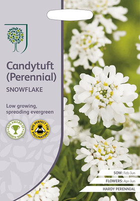 VibeX HUA-51-CANDYTUFT (Perennial) Snowflake Seeds-10 x Seeds Seed(10 per packet)