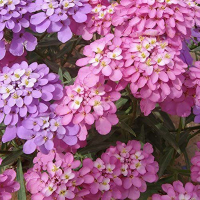 VibeX PAU-45-Globe Candytuft-20 x Seeds Seed(20 per packet)