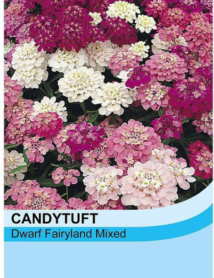 VibeX NBIR-66-Hybrid Candytuft Purple Rain-5 x Seeds Seed(5 per packet)