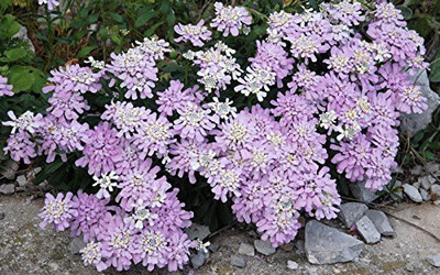 VibeX Hybrid Candytuft Flower Seeds Seed(100 per packet)