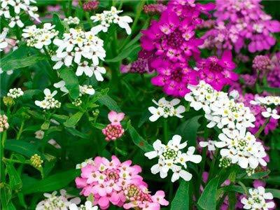 VibeX PAU-6-Candytuft Flower F1 Hybrid Seeds-20 x Seeds Seed(20 per packet)