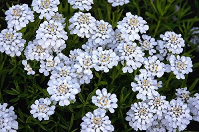 KANAYA white Evergreen Candytuft Flower Seed(70 per packet)