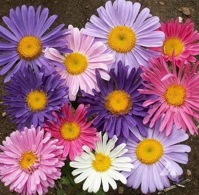 Paudha Aster Hybrid Flower Seed(46 per packet)