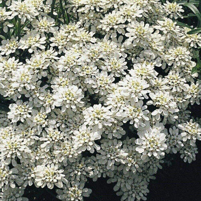 VibeX Iberis sempervirens (Candytuft) - Snowflake Seed(20 per packet)