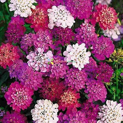 CYBEXIS Candy-Tuft Flower Seeds For Home Seed(50 per packet)