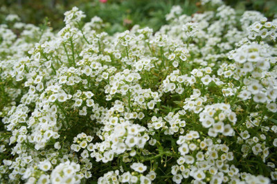 VibeX PAU-36-Candytuft Sempervirens 'Iceberg Superior' -100 x Seeds Seed(100 per packet)