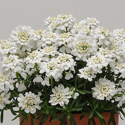 VibeX NBIR-18-Candytuft Mix Colour Flower Seeds-40 x Seeds Seed(40 per packet)