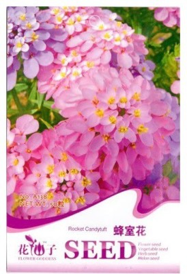 VibeX Dwarf Fairymix Candytuft Flower Seeds Seed(20 per packet)