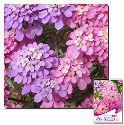 VibeX GREEN Candytuft Flower F1 Hybrid Seeds Seed(5 per packet)