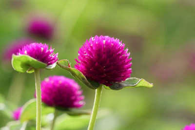 XOLDA Gomphrena Flower Seed(22 per packet)