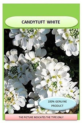 VibeX NBIR-30-VHS Candytuft (Perennial) Snowflake-5 x Seeds Seed(5 per packet)