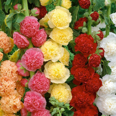 KANAYA Hollyhock (Hybrid) Seeds With Free Germination Potting Soil Mix Seed(35 per packet)