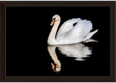 Artzfolio ArtzFolio Swan on Water with a Mirror Image Reflection Canvas Painting Dark Brown Wooden Frame 23.5inch x 16inch (59.7cms x 40.6cms) Digital Reprint 16.5 inch x 24 inch Painting(With Frame)