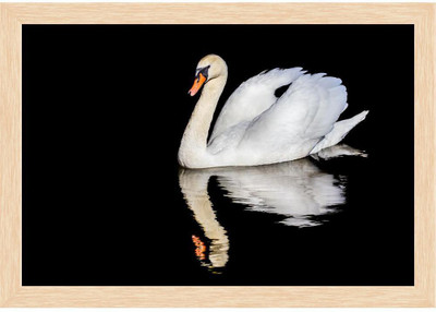 Artzfolio ArtzFolio Swan on Water with a Mirror Image Reflection Canvas Painting Natural Brown Wooden Frame 17.5inch x 12inch (44.4cms x 30.5cms) Digital Reprint 12.5 inch x 18 inch Painting(With Frame)