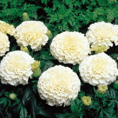 EVY Marigold Plant(Hybrid, Pack of 1)