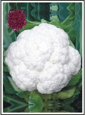 cauliflower Gobhi Seed(55 per packet)