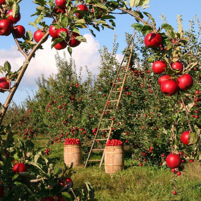 FLARE SEEDS Apple Seed(50 per packet)