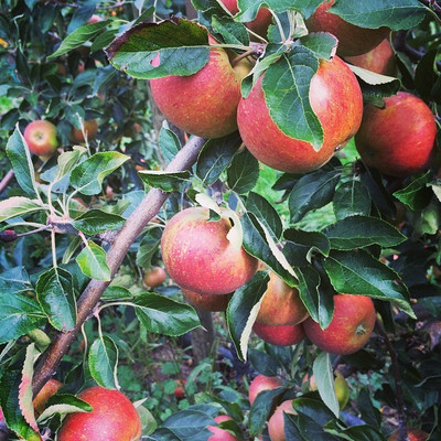 FLARE SEEDS Apple Seed(50 per packet)