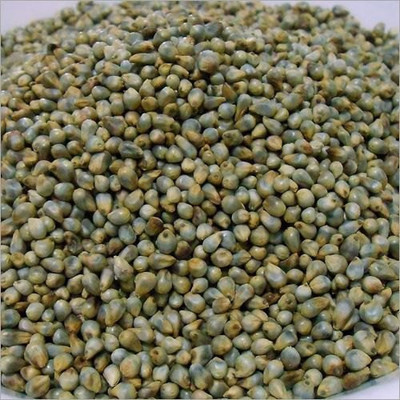 LIVOX Hybrid F1 Quality Bajra- 2 kilo seed Seed(1100 per packet)
