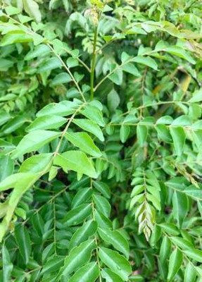 ADITYA GREEN PLANTS AGP Curry Leaf Plant(Pack of 1)