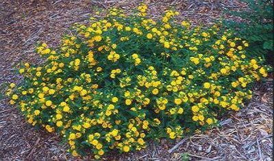 ADITYA GREEN PLANTS AGP Lantana Plant(Pack of 1)