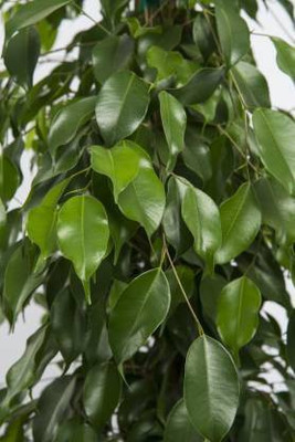 ADITYA GREEN PLANTS AGP Ficus Plant(Hybrid, Pack of 1)