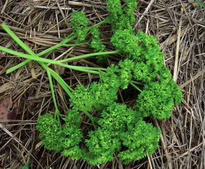 Paudha Parsley Seed(18 per packet)