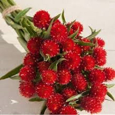XOLDA Gomphrena Seed(25 per packet)