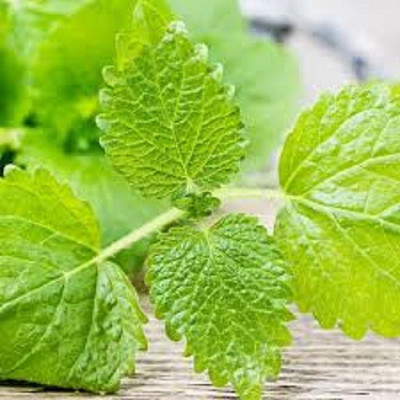 Paudha Lemon Balm Seed(25 per packet)