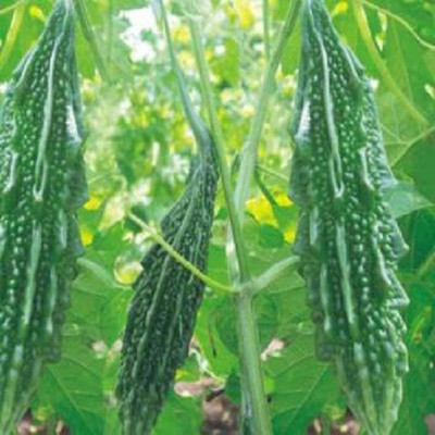Paudha Bitter Gourd Seed(25 per packet)