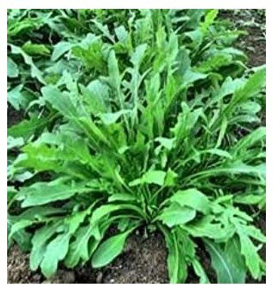 XOLDA Imported Rocket Seed(25 per packet)