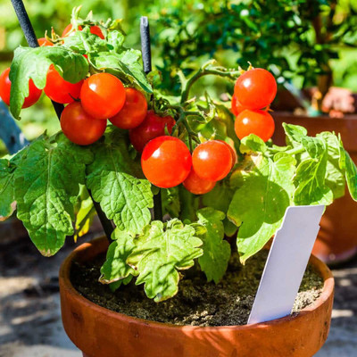 XOLDA Cherry Tomato Seed(13 per packet)