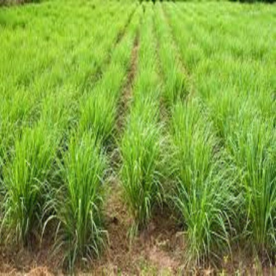 Mozetto Lemon Grass Seed(55 per packet)