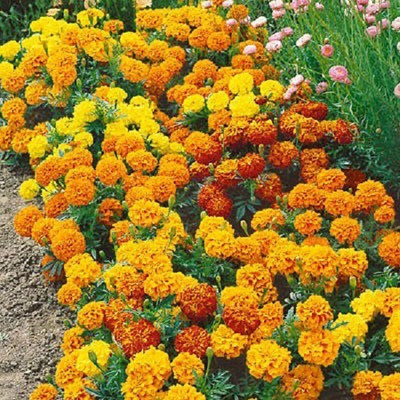 Cosmos Marigold Mix Seed(100 per packet)