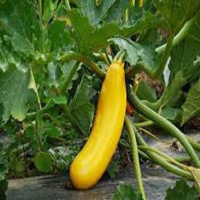 XOLDA Yellow cucumber Seed(25 per packet)