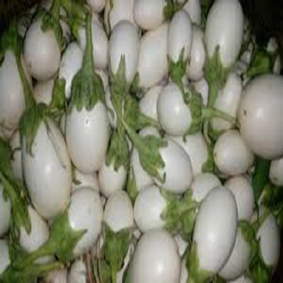 XOLDA White Brinjal Seed(25 per packet)