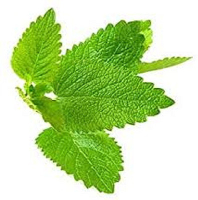 Paudha Lemon Balm Seed(25 per packet)