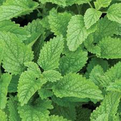 Paudha Lemon Balm Seed(25 per packet)