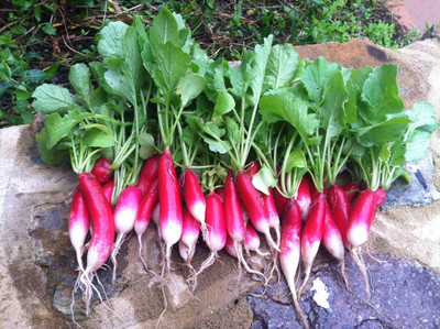 XOLDA Radish Breakfast Seed(30 per packet)