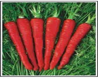 Mozetto Red Carrot Seed(25 per packet)