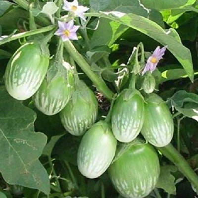 Paudha Green Brinjal Seed(25 per packet)