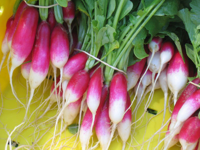 Paudha Radish Breakfast Seed(13 per packet)