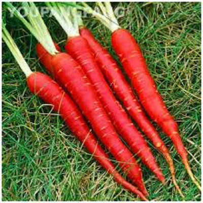 Mozetto Red Carrot Seed(25 per packet)