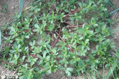 XOLDA Khulfa Seed(25 per packet)