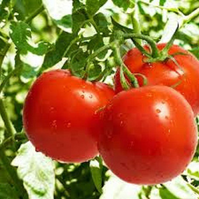 Mozetto Tomato Seed(55 per packet)