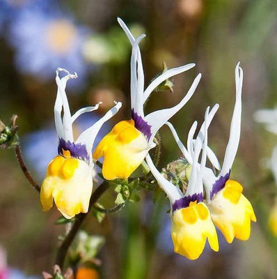 VibeX Nemesia Seed(10 per packet)